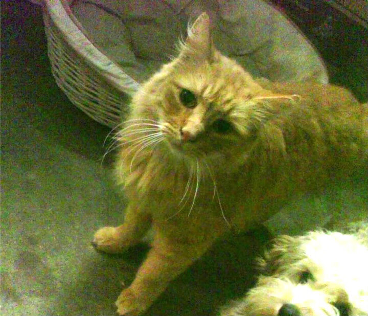 九游下载官网-NBA赛季三双球员表现回顾,nba季后赛三双榜百度百科