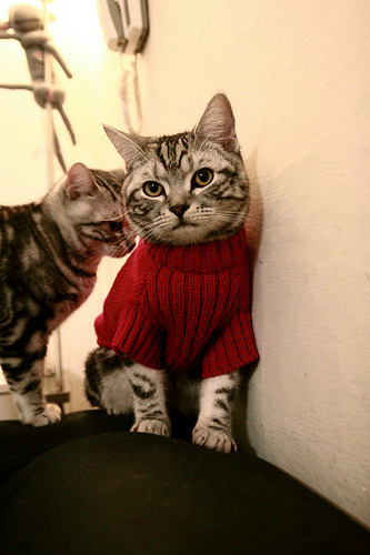 九游网页版官网-中国篮球教练员战术分析能力提升研究,中国职业篮球教练