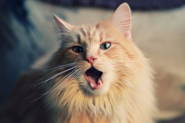 九游9游-体育赛事观众满意度影响因素研究,体育赛事关注度