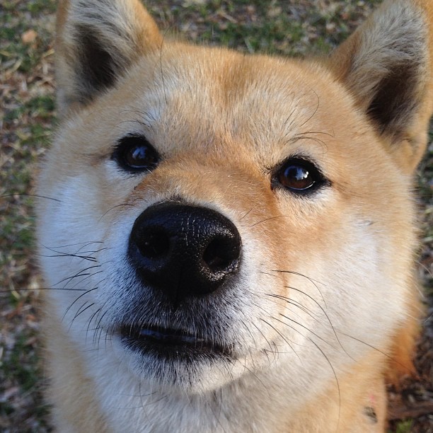 九游登录入口-英超裁判行为受语境与语义偏差影响的实证量化研究，英超裁判排名