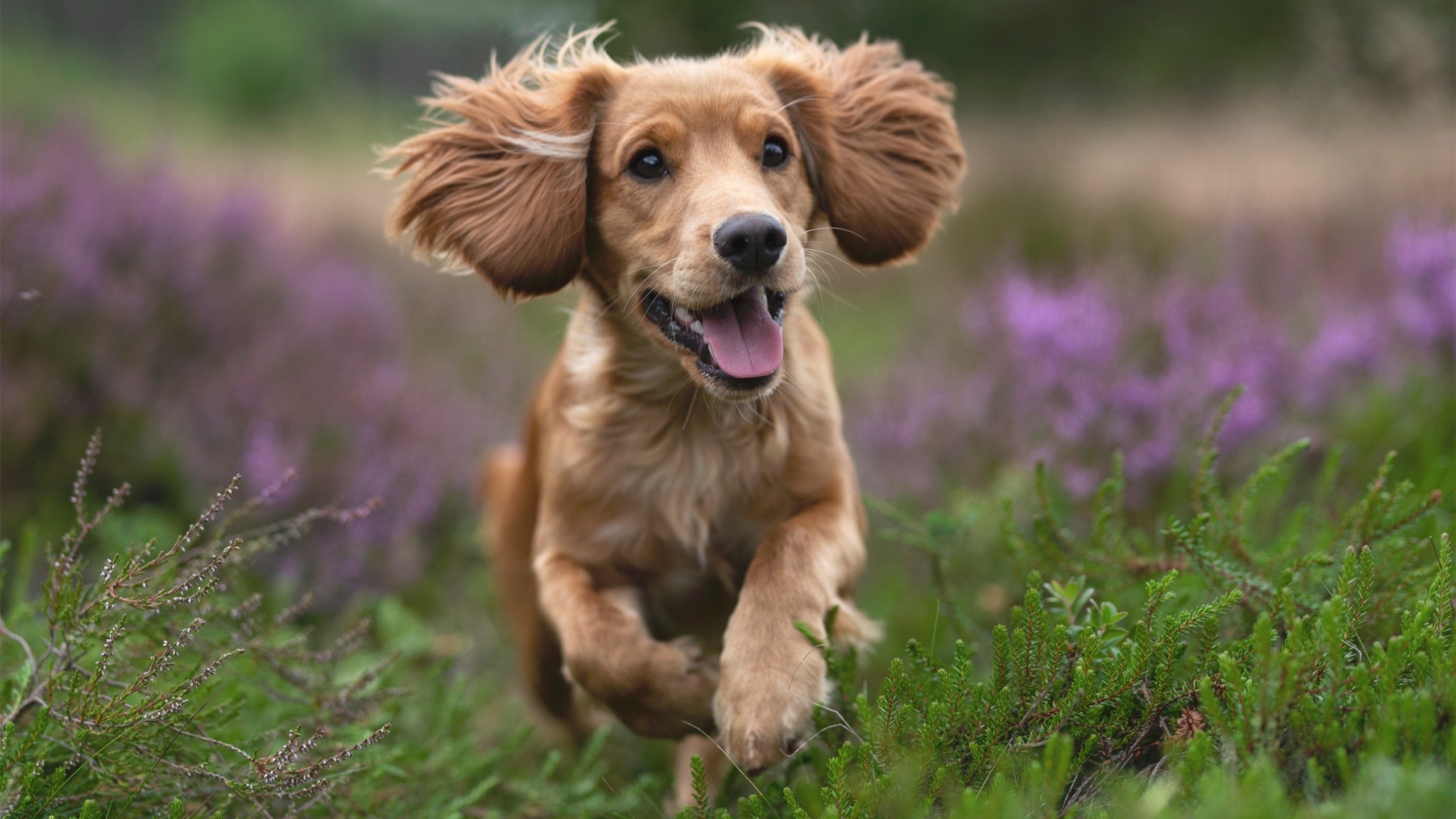 九游娱乐中心-西甲裁判引入语义纠错模块减少多语种对话误判率,西甲主裁判名单