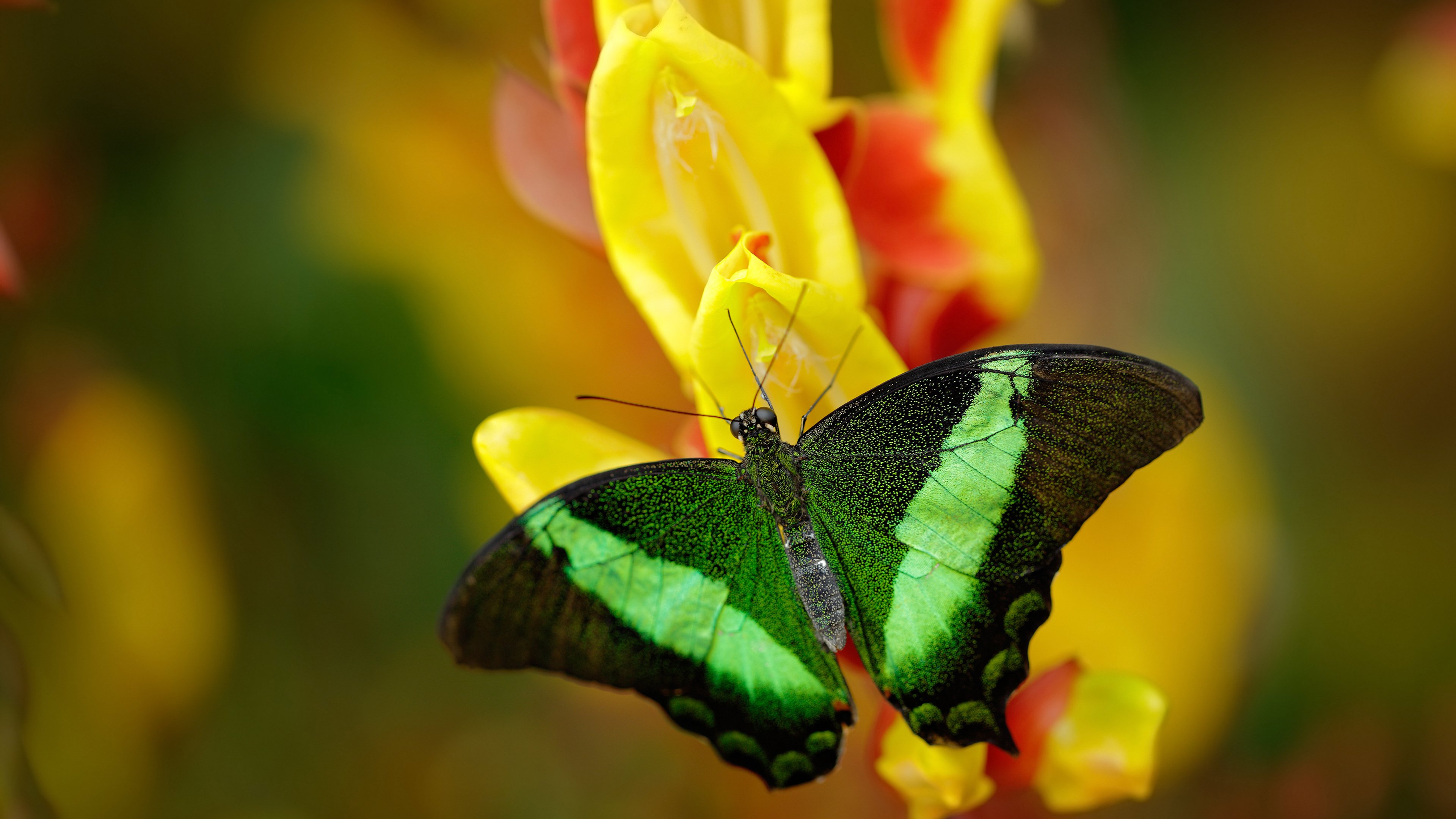 Jiuyou-中国男篮提升轮转后场球员持球处理能力，中国男篮宣布