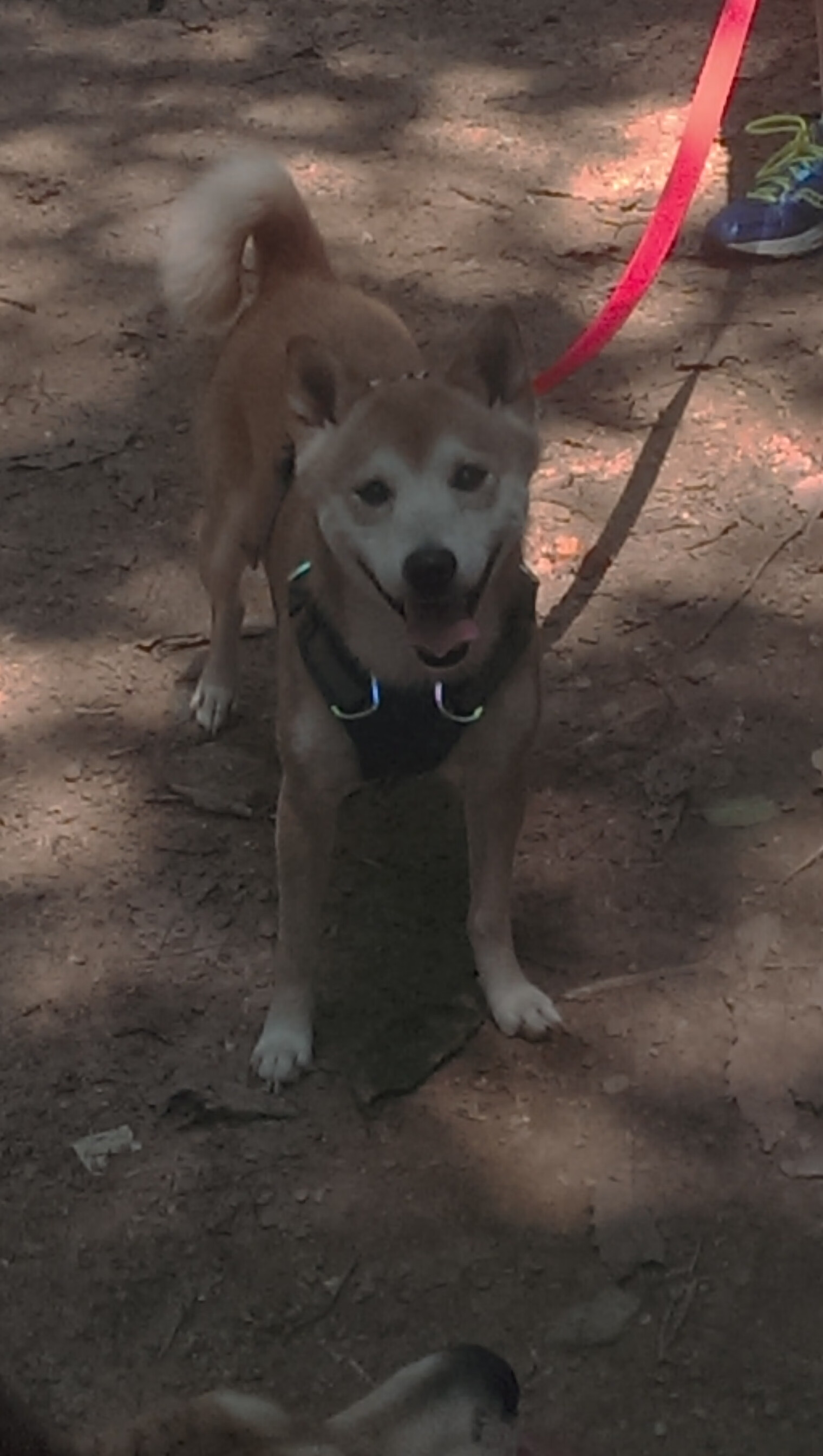 -乒乓球赛事中首次应用智能实时分析,乒乓球比赛分析软件