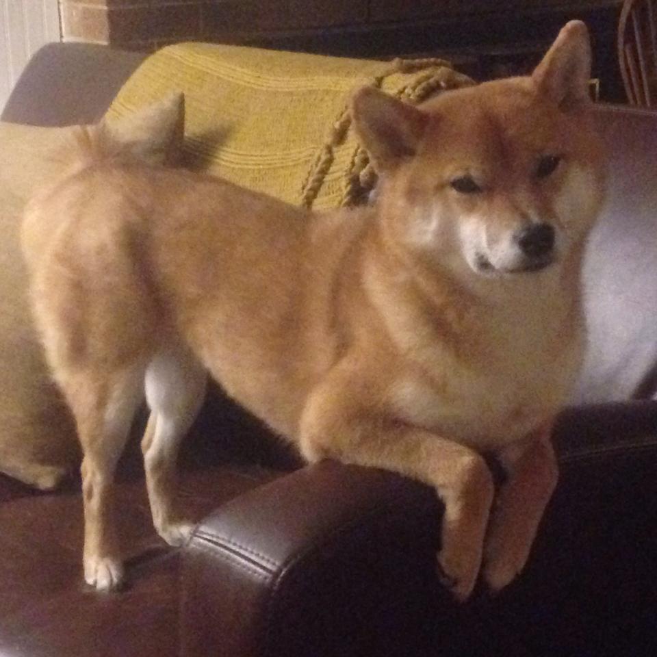 -呼吸节奏调控技术研究,呼吸节奏控制