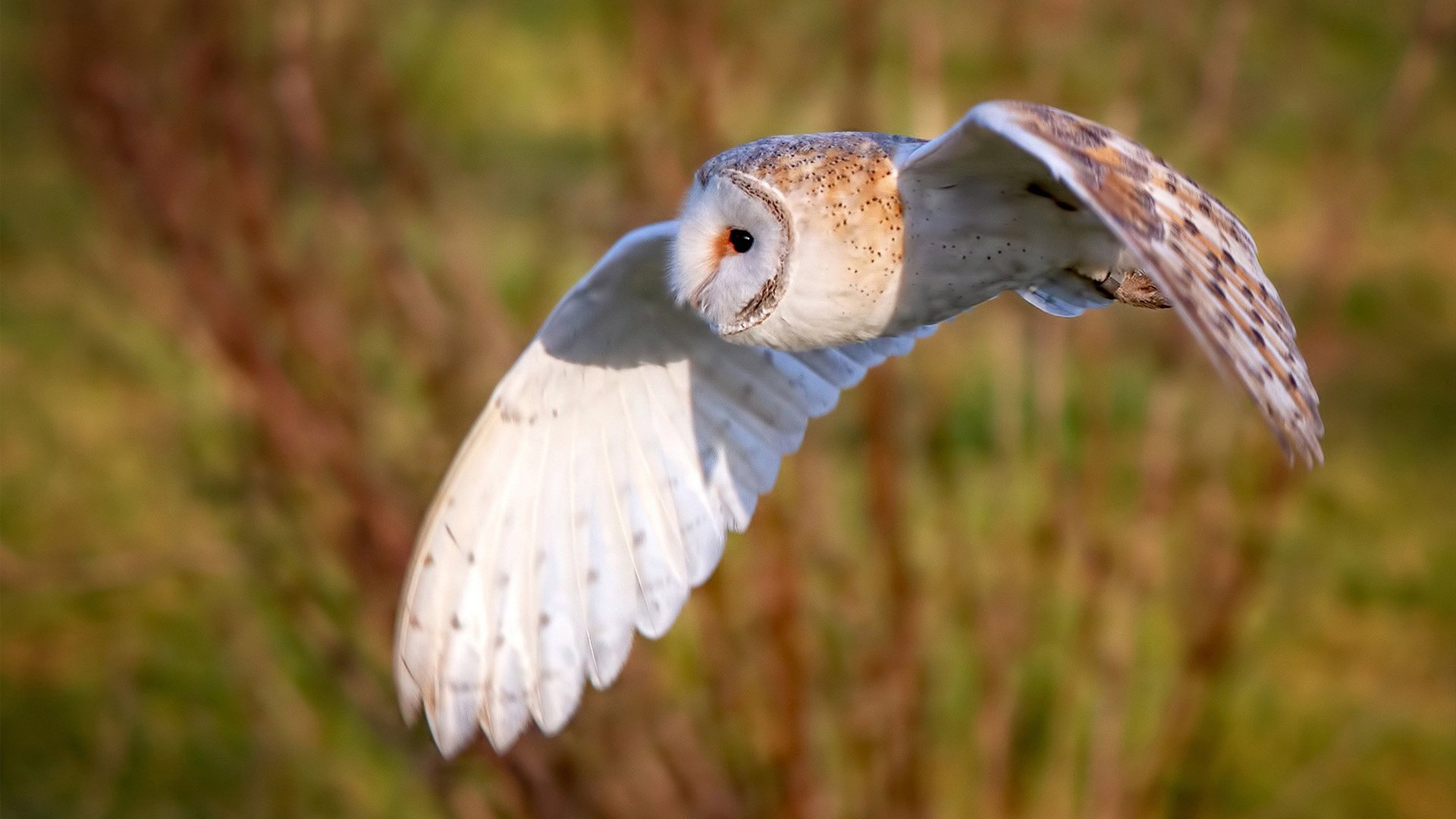 九游正版入口-万乐天女子50米仰泳决赛表现令人期待