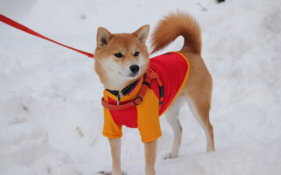 九游APP官网-PSG实力强劲，海湾者须打出团队篮球，海湾贴吧