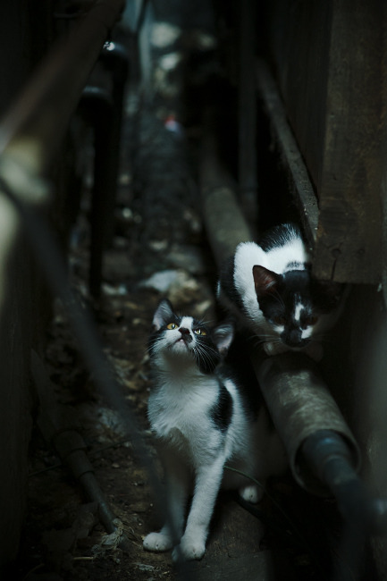 九游用户空间-中国篮球运动在青年社会参与议题中的形象传播机制，篮球运动在中国的现状